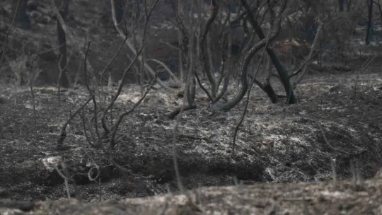 Orman yangınında bir kadın alevlerin arasında kaldı