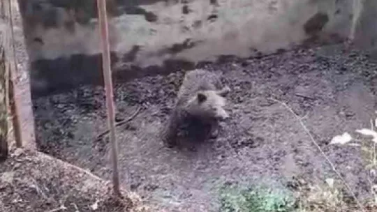 Ormanın içindeki havuza düşen yavru ayı böyle kurtarıldı