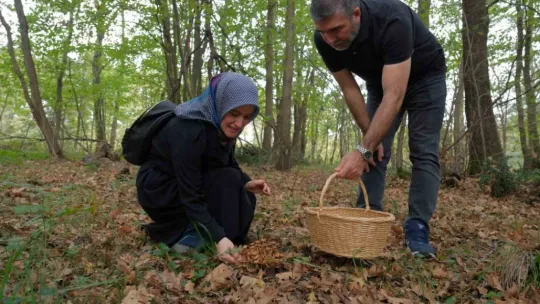 Ormanya'da mantar avı düzenlendi
