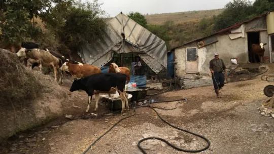İnekler çatlayıp telef oldu, sebebi şok etti