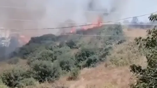 Kocaeli'de 20 dönüm alan küle döndü
