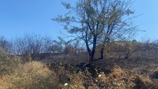 Kocaeli'de 20 dönüm alan küle döndü