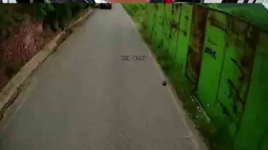 Otobüs şoförü kaplumbağayı ezilmekten kurtardı