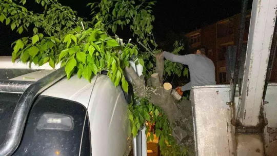 Park etmeye çalışan tırın üzerine ağaç devrildi