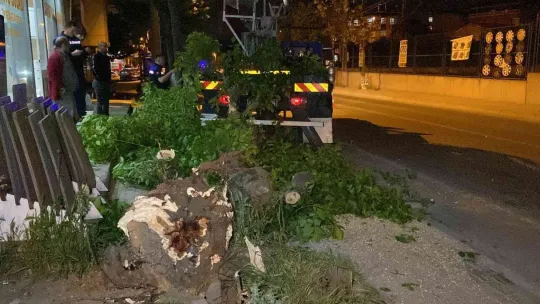 Park etmeye çalışan tırın üzerine ağaç devrildi