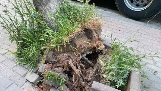 Park etmeye çalışan tırın üzerine ağaç devrildi