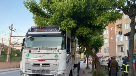 Park etmeye çalışan tırın üzerine ağaç devrildi