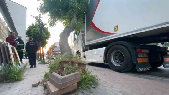 Park etmeye çalışan tırın üzerine ağaç devrildi