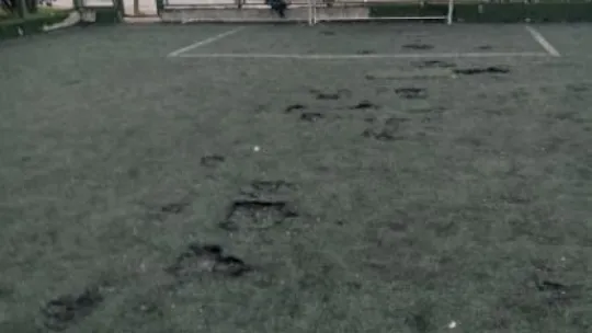Patates tarlası değil, futbol sahası