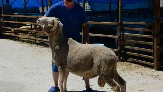 Pazarın en ağır koçu: Pablo