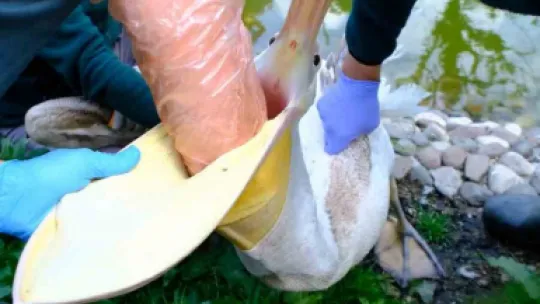 Pelikanın midesinden çıkan şok etti