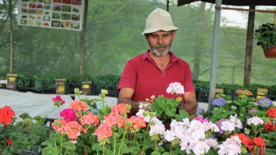 Rüzgarlı havada çiçeklerin akşam sulanması gerekiyor