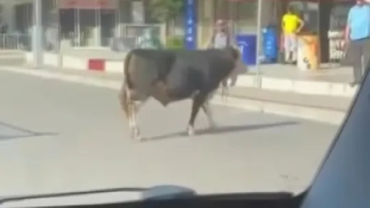 Sahibinin elinden kaçan dana D-100'ü birbirine kattı