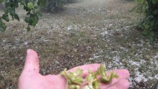 Sakarya'da tarım arazileri zarar gördü