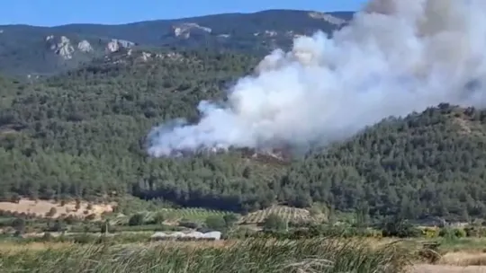 Sakarya'da orman yangını