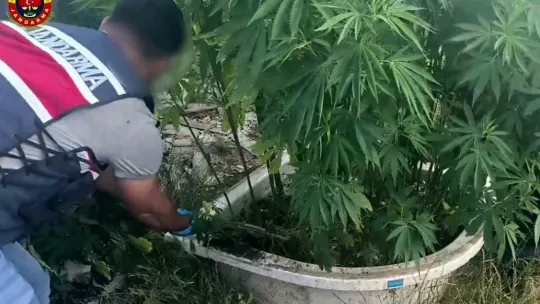 Sakarya'da uyuşturucu operasyonu: 1 tutuklama