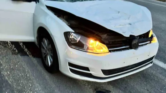 Sakarya'da yola fırlayan geyiğe otomobil çarptı