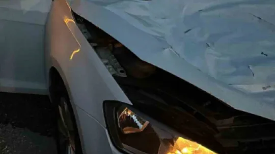Sakarya'da yola fırlayan geyiğe otomobil çarptı