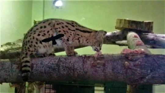 Sakarya'da yakalanan Afrika vahşi kedisi Kocaeli'de karantinaya alındı