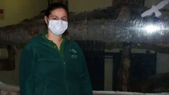 Sakarya'da yakalanan Afrika vahşi kedisi Kocaeli'de karantinaya alındı