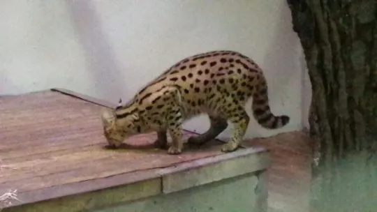 Sakarya'da yakalanan Afrika vahşi kedisi Kocaeli'de karantinaya alındı