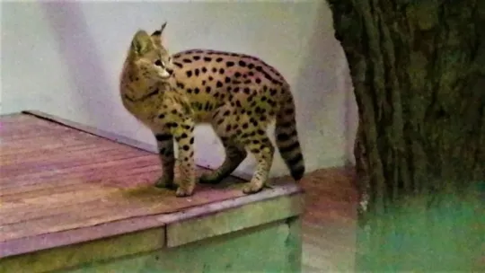 Sakarya'da yakalanan Afrika vahşi kedisi Kocaeli'de karantinaya alındı