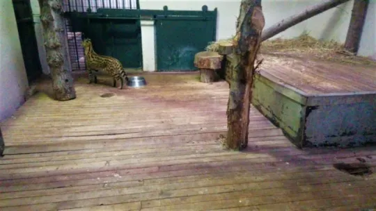 Sakarya'da yakalanan Afrika vahşi kedisi Kocaeli'de karantinaya alındı