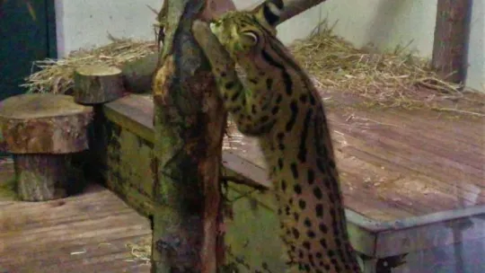 Sakarya'da yakalanan Afrika vahşi kedisi Kocaeli'de karantinaya alındı