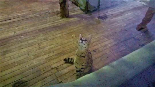 Sakarya'da yakalanan Afrika vahşi kedisi Kocaeli'de karantinaya alındı