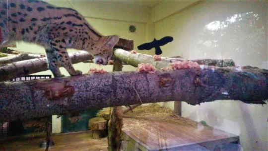 Sakarya'da yakalanan Afrika vahşi kedisi Kocaeli'de karantinaya alındı