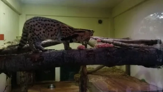 Sakarya'da yakalanan Afrika vahşi kedisi Kocaeli'de karantinaya alındı