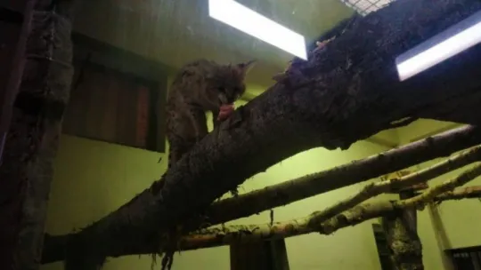 Sakarya'da yakalanan Afrika vahşi kedisi Kocaeli'de karantinaya alındı