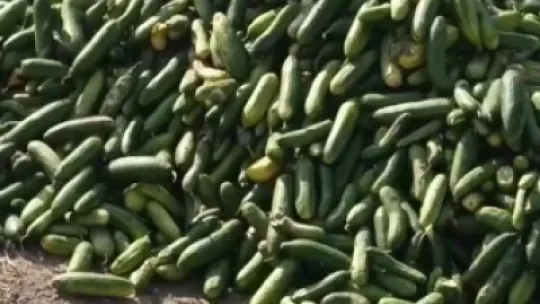 Salatalıkları sokağa attılar