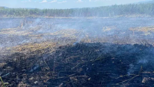 Sapanca Gölü'ndeki sazlık alanda yangın çıktı