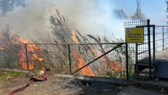 Sapanca Gölü'ndeki sazlık alanda yangın çıktı
