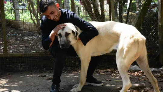 Şaşkına çeviren köpek hırsızlığı