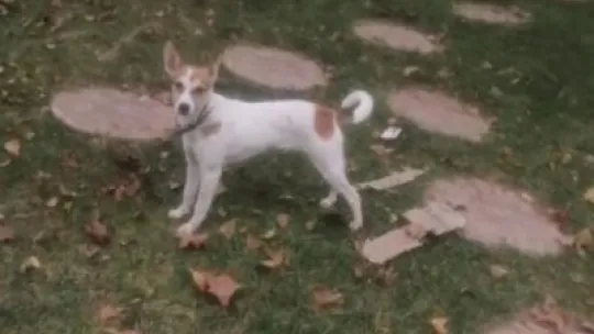 Şaşkına çeviren köpek hırsızlığı