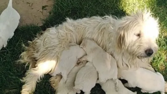 Şaşkına çeviren köpek hırsızlığı
