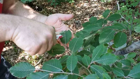 Savaşçı arılar tek tek bırakıldı