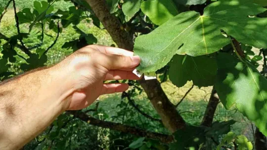 Savaşçı arılar tek tek bırakıldı