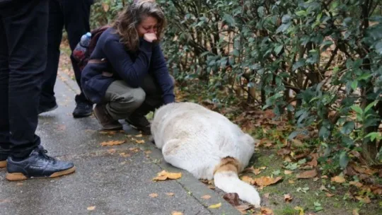 Savcılıktan köpek katliamı ile ilgili açıklama!