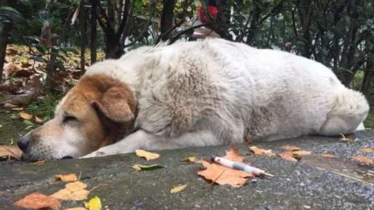 Savcılıktan köpek katliamı ile ilgili açıklama!