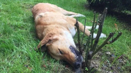 Savcılıktan köpek katliamı ile ilgili açıklama!
