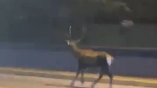 Şehirli geyikler