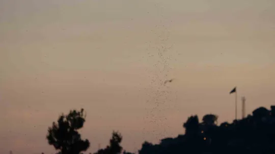 41 Burda AVM'yi sivrisinekler bastı