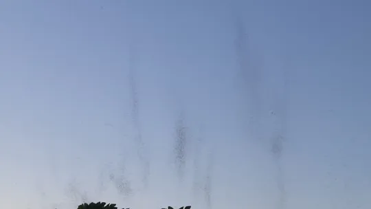 41 Burda AVM'yi sivrisinekler bastı