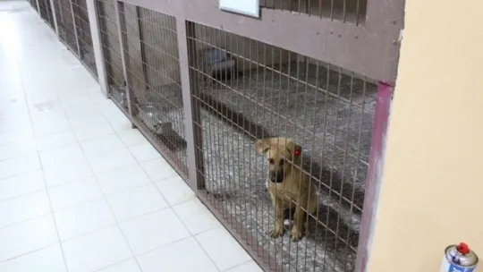 Sokak hayvanları için de normalleşmeye geçiliyor 