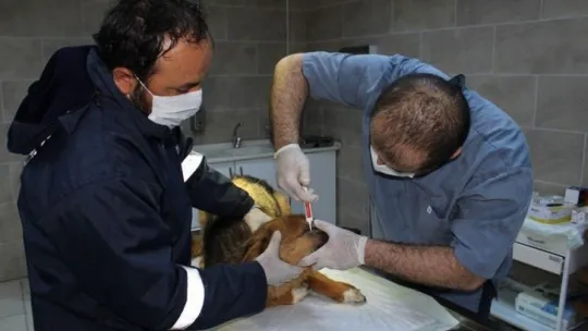 Sokak hayvanları için de normalleşmeye geçiliyor 