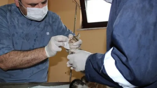 Sokak hayvanları için de normalleşmeye geçiliyor 