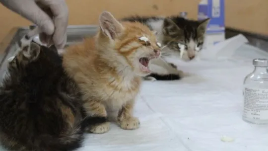 Sokak hayvanları için de normalleşmeye geçiliyor 